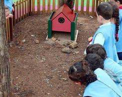 des tortues à la maternelle