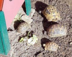 des tortues à la maternelle