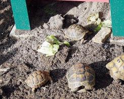 des tortues à la maternelle