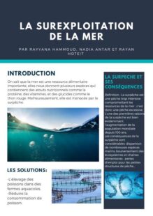 la surexploitation de la mer - Nadia Antar, Rayyana Hammoud et Rayan Hoteit